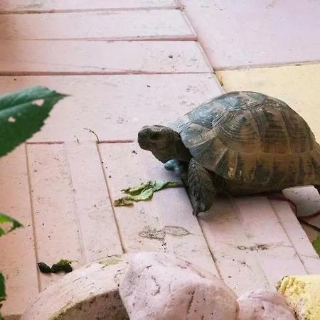 Niki *